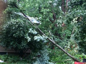 limbs on wires